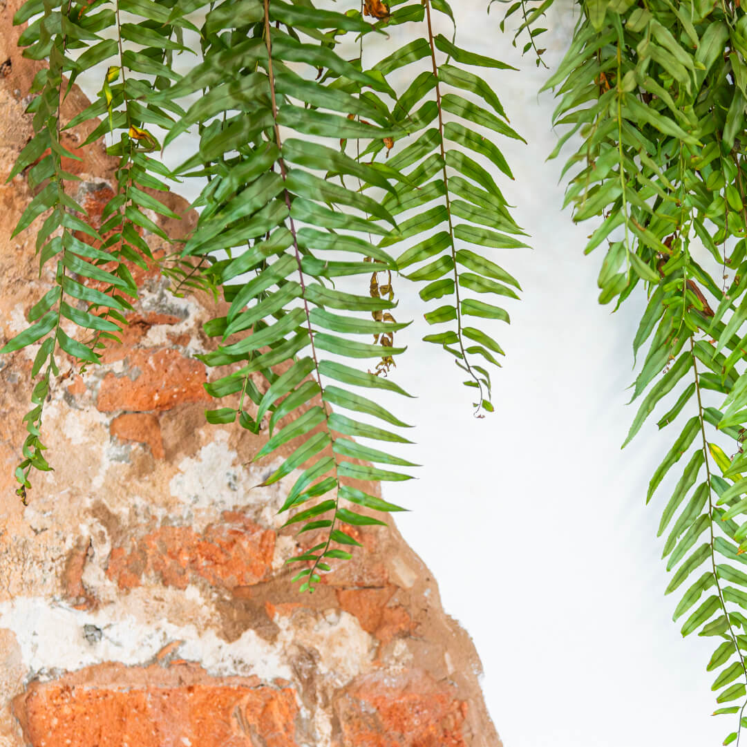 Sobre o Bairro Campo Grande Plaenge Alameda-Jardim