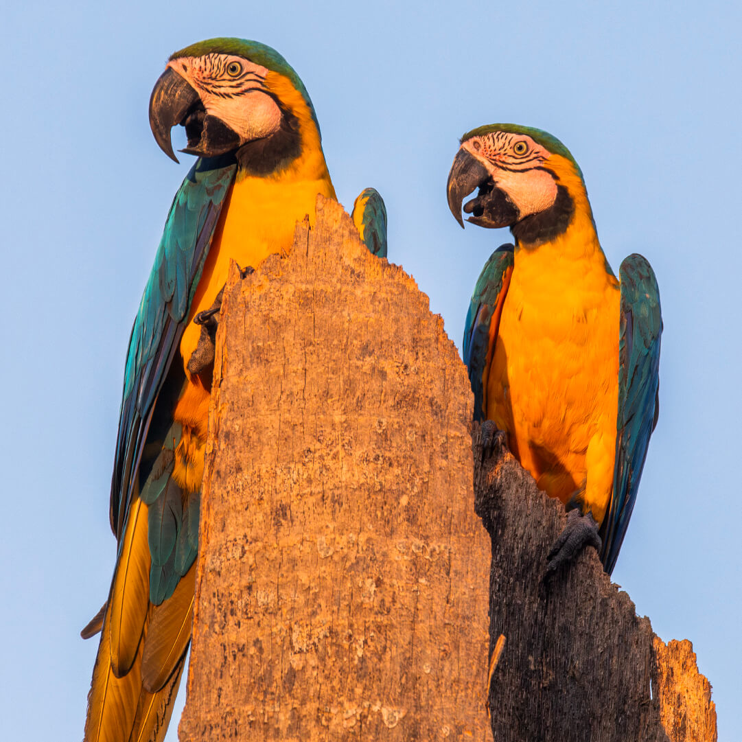 Sobre o Bairro Campo Grande Plaenge Alameda-Jardim