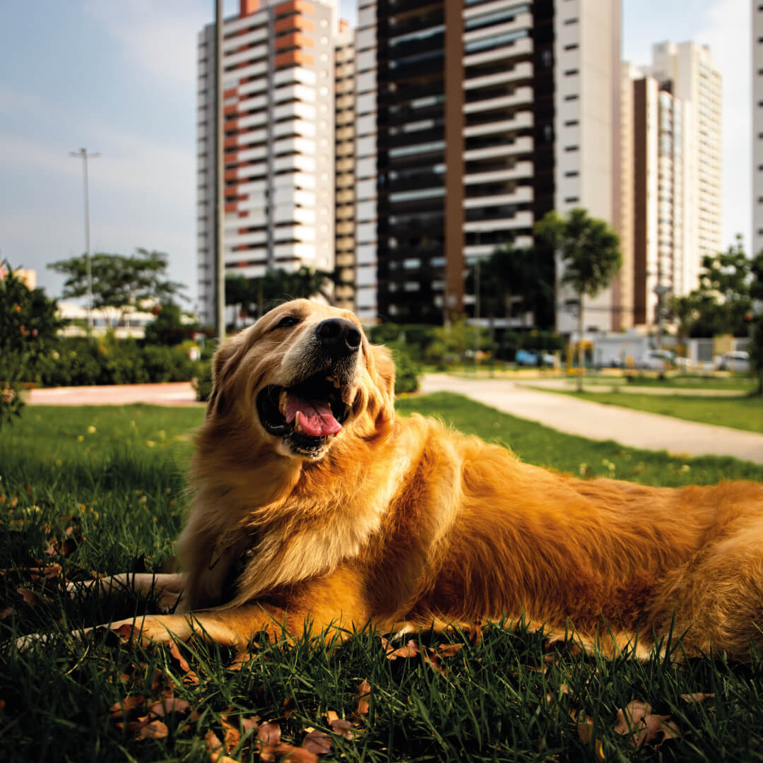 Sobre o Bairro Cuiab Plaenge Hampton