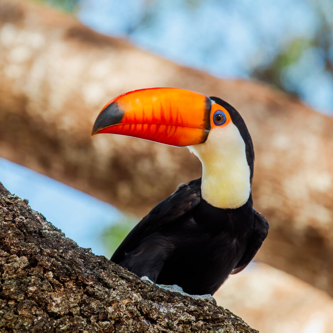 Sobre o Bairro Campo Grande Plaenge Alameda-Jardim