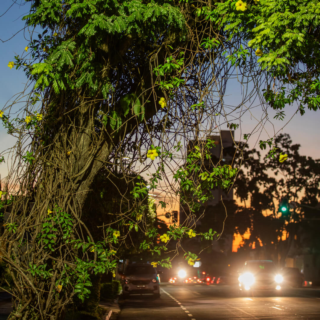 Sobre o Bairro Campo Grande Plaenge Alameda-Jardim